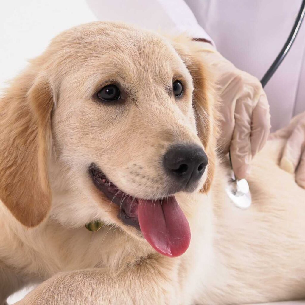 Diagnostyka weterynaryjna Gołuchów Pleszew Balvet